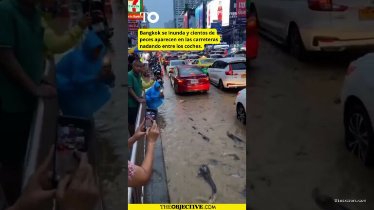[The Objective] (septiembre 29, 2026) Bangkok, tras 48 horas de lluvias, nos deja una imagen curiosa: peces nadando entre los coches